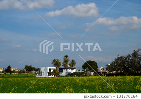 Sunlit countryside retreat surrounded by vibrant yellow blooms on a clear day 131270164