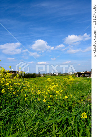 Vibrant yellow flowers sway in a lush green field under a bright blue sky with scattered clouds 131270166