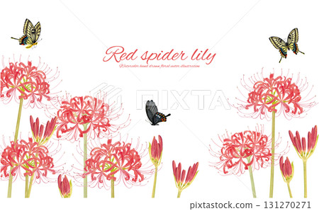 Hand-drawn illustration of a butterfly and red spider lily 131270271