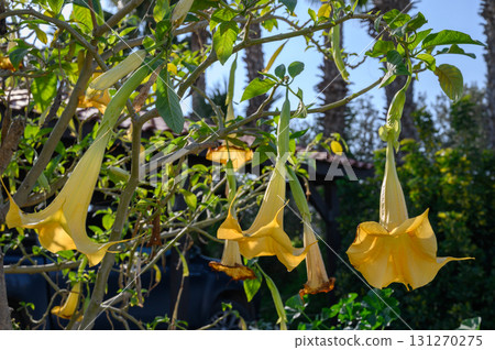 Vibrant yellow trumpet flowers bloom under the warm sun amidst lush greenery 131270275