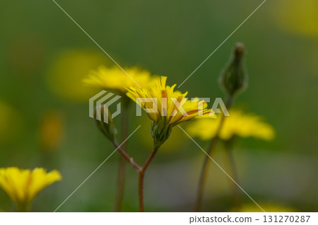 Bright yellow wildflowers bloom vibrantly in a serene meadow during the warm afternoon sunlight Bright yellow wildflowers bloom vibrantly in a serene meadow during the warm afternoon sunlight 131270287