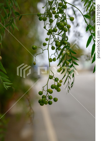 Green clusters dangle gracefully from a tree near a quiet suburban road in late 131270300