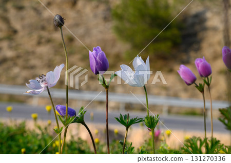 Colorful wildflowers flourish near a rural road, embracing the warmth of spring Colorful wildflowers flourish near a rural road, embracing the warmth of spring 131270336