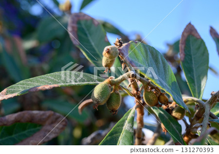 Young loquat fruit cluster on tree branches in golden sunlight on a clear day 131270393