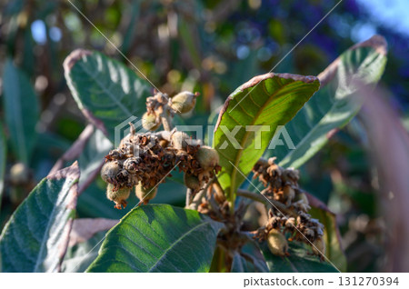 Nature showcases vibrant leaves and emerging fruit on a sunny day in a lush garden setting Nature showcases vibrant leaves and emerging fruit on a sunny day in a lush garden setting 131270394