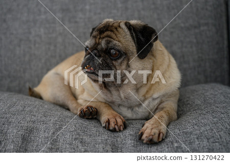 Charming pug relaxing on a cozy couch in a warm living room during a sunny 131270422