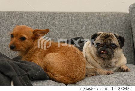 Two playful dogs lounging together on a cozy gray couch in a cheerful indoor 131270423