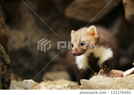 Beautiful cute forest animal. Beech marten, Martes foina, in autumn. Wildlife scene from Czech republic. Beech marten, small opportunistic predator in nature habitat. Czech republic 131270492