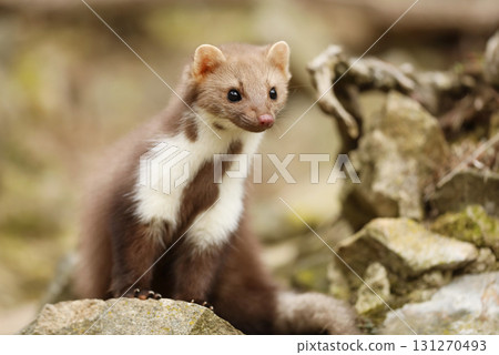 Beautiful cute forest animal. Beech marten, Martes foina, in autumn. Wildlife scene from Czech republic. Beech marten, small opportunistic predator in nature habitat. Czech republic 131270493