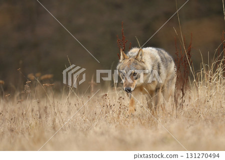 Gray wolf, Canis lupus, in the early winter, on the meadow near forest. Wolf in the nature habitat. Wolf looking on prey 131270494