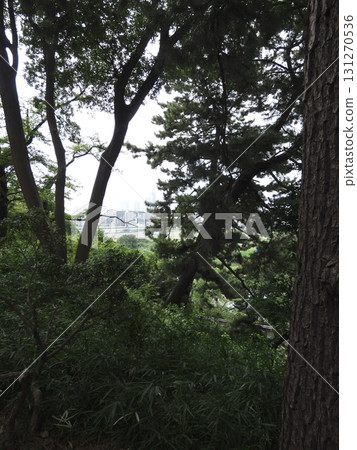 The contrast between nature and the city, with the city's buildings visible in the distance through the trees of the forest The contrast between nature and the city, with the city's buildings visible in the distance through the trees of the forest 131270536