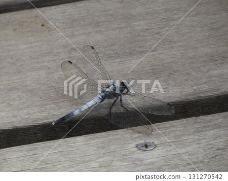 A dragonfly with a shiny blue body and transparent wings rests on a board 131270542