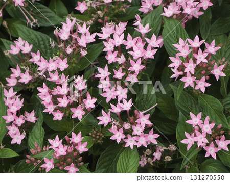 可愛的粉紅五星花，星形花朵在深綠色的葉子上格外醒目 131270550
