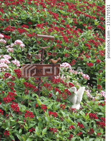 充滿紅色和粉紅色五星花的花壇裡有一個歡迎標誌 充滿紅色和粉紅色五星花的花壇裡有一個歡迎標誌 131270551