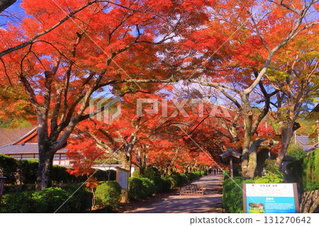 最教寺參道的紅葉（滋賀縣大津市） 131270642