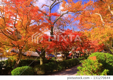 Autumn leaves at Saikyoji Temple (Otsu City, Shiga Prefecture) 131270644