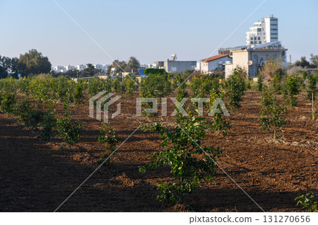 Lush young saplings thrive in sunny fields near a bustling urban landscape 131270656