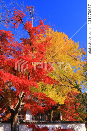 最教寺觀音堂前的紅葉(滋賀縣大津市) 最教寺觀音堂前的紅葉(滋賀縣大津市) 131270687