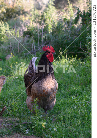 Graceful rooster struts proudly through lush garden on a sunny afternoon 131270722