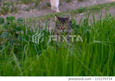 Feline explorer lounges in lush green grass at dusk in tranquil outdoor setting Feline explorer lounges in lush green grass at dusk in tranquil outdoor setting 131270734