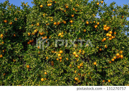 Lush orange grove bursting with ripe fruit under a clear blue sky in a sunny Lush orange grove bursting with ripe fruit under a clear blue sky in a sunny 131270757