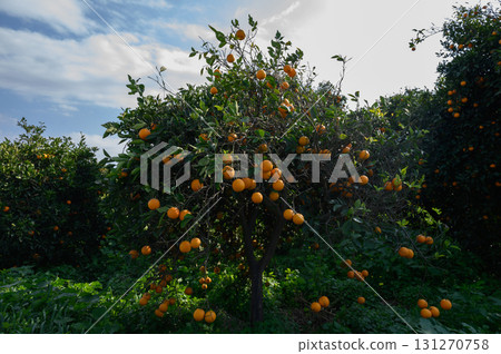 Vibrant orange trees laden with ripe fruit under a blue sky at an orchard 131270758