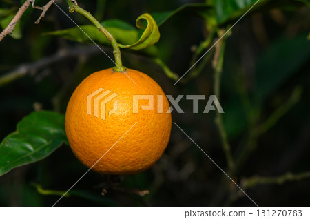 Vibrant orange fruit hanging from lush green tree branch in a serene orchard setting 131270783