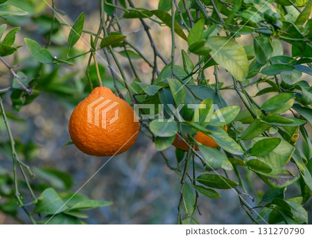 Vibrant orange hangs from a lush green tree in a sunlit orchard during the early afternoon 131270790