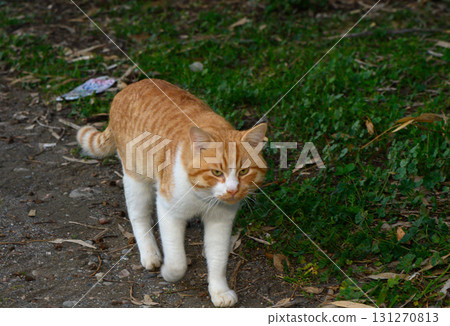 Friendly orange and white cat explores a green garden path in the late afternoon light 131270813