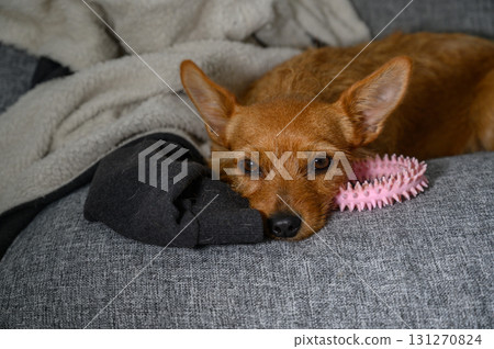 Charming dog relaxes on cozy couch with playful toys in a comfortable home setting 131270824