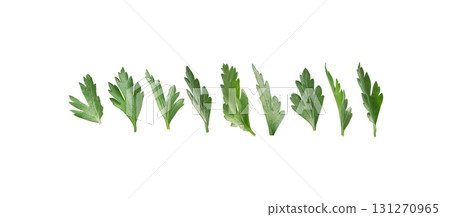A set of green parsley leaves. Isolated on a white background 131270965
