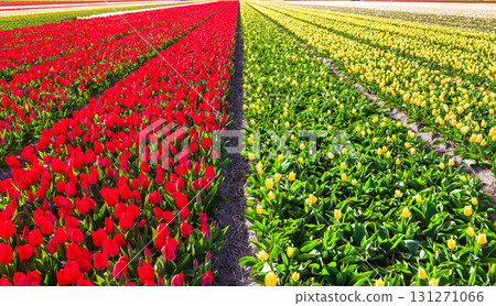 beautiful rows floral fields of blooming tulips in Holland 131271066