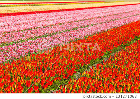 beautiful rows floral fields of blooming tulips in Holland beautiful rows floral fields of blooming tulips in Holland 131271068