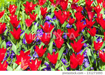 blooming red tulips in Holland floral park keukenhof blooming red tulips in Holland floral park keukenhof 131271093