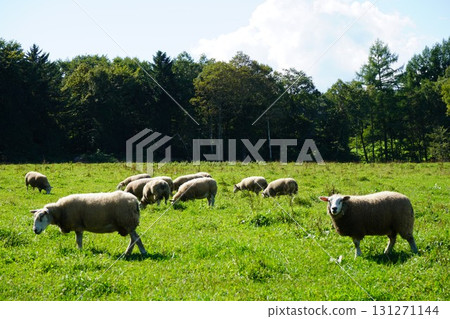 Sheep grazing peacefully 131271144