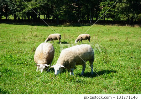 Sheep grazing peacefully 131271146