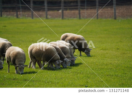 羊群安靜地吃草 羊群安靜地吃草 131271148