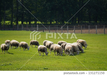羊群安靜地吃草 羊群安靜地吃草 131271150