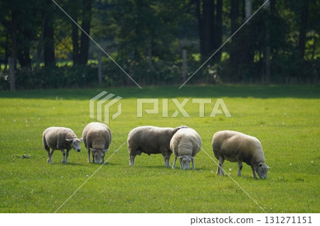羊群安靜地吃草 131271151