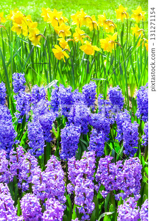 beautiful floral garden. Keukenhof flower park in Holland beautiful floral garden. Keukenhof flower park in Holland 131271154