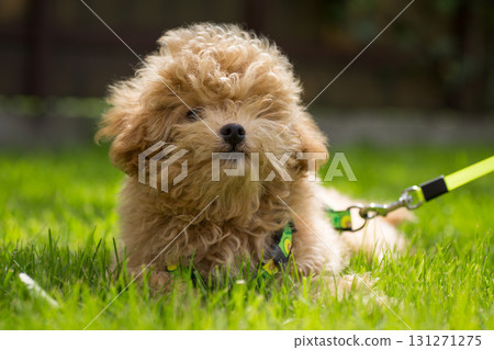 A calm and cute puppy resting in the fresh air A calm and cute puppy resting in the fresh air 131271275