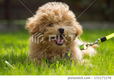 A small dog resting on a green lawn 131271276