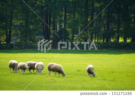Sheep grazing peacefully Sheep grazing peacefully 131271288