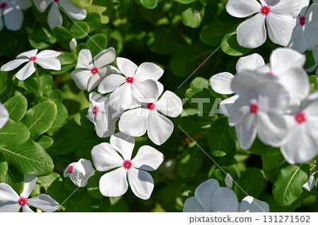 White Nichiconnia White Nichiconnia 131271502