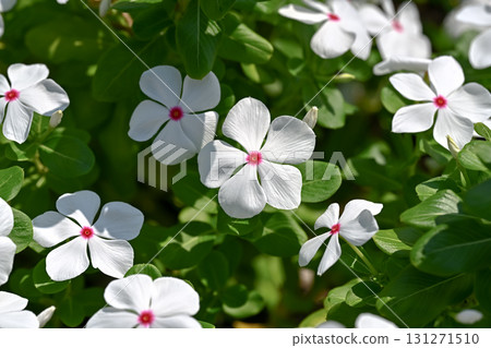 White Nichiconnia 131271510