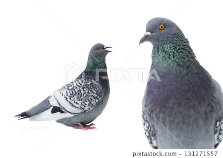 polish lynx dove with open mouth isolated 131271557