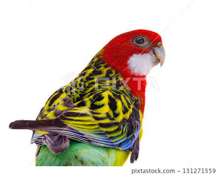 portrait parrot Rosella parrot isolated on white background portrait parrot Rosella parrot isolated on white background 131271559
