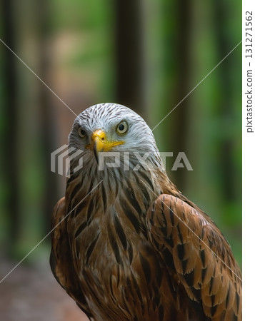 eagle (milvus milvus) on a blurred background eagle (milvus milvus) on a blurred background 131271562