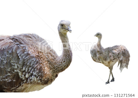 rhea ostrich one isolated on white background 131271564