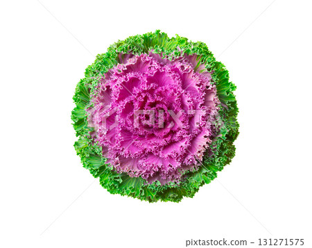 Decorative cabbage with violet leves top view. isolated on white background Decorative cabbage with violet leves top view. isolated on white background 131271575